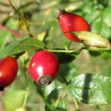 1109F 198 Reiherbach Tal